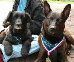 Tairo &amp; Mungo 2005 dogshow